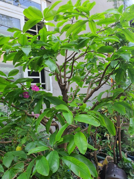 PHÒNG TRỌ CHO NỮ SINH VIÊN, NỮ CÔNG NHÂN VIÊN THUÊ LIÊN HỆ ĐIỆN THOẠI 02839743118 GẶP CÔ LAN ANH, 16m2